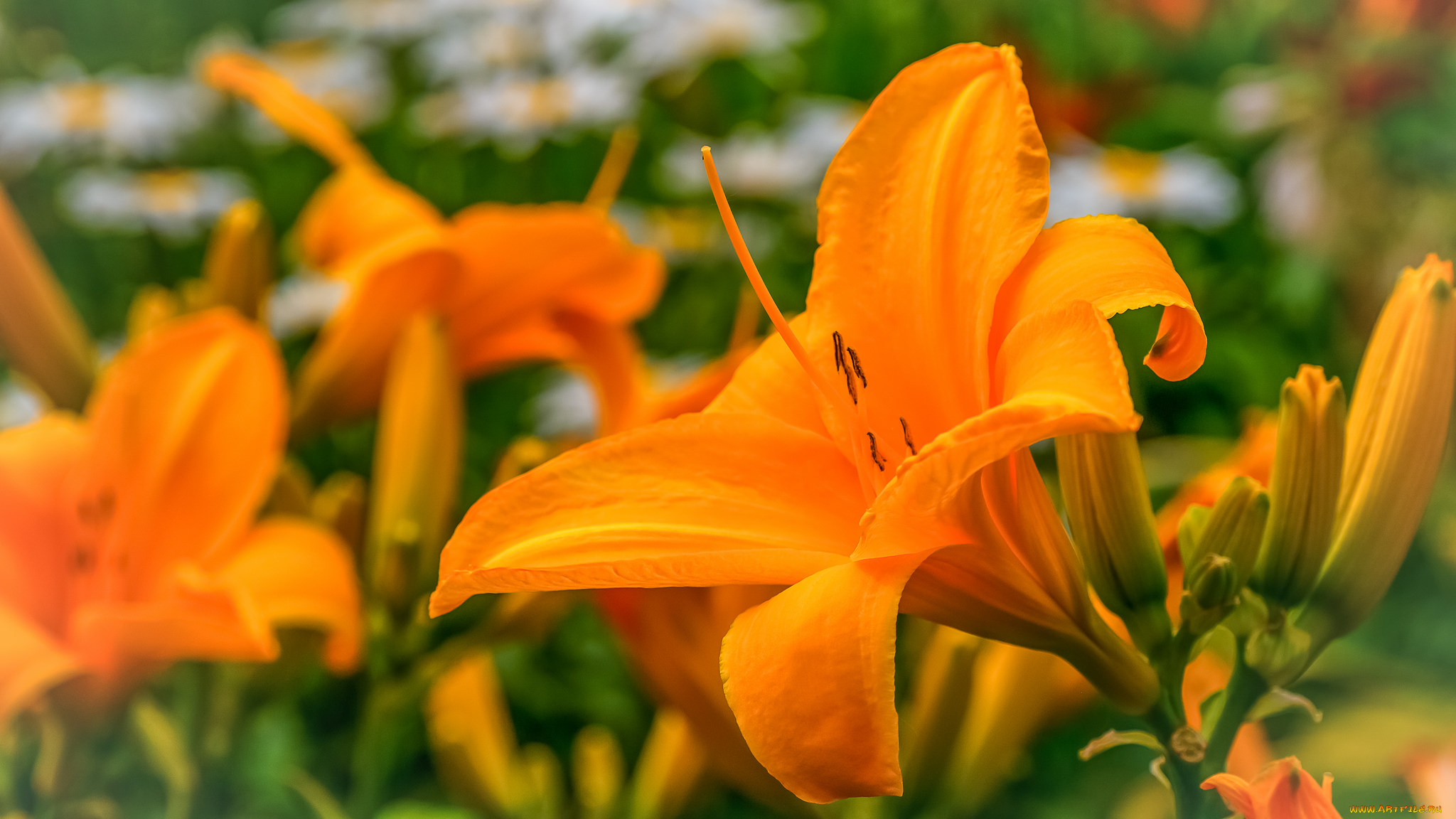 , ,  , , , lily, bloom, petals